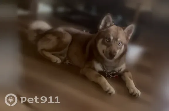 Lost dog, East Wall Way, Jefferson City — male with blue eyes - photo