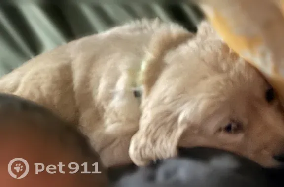 Lost female dog, Alcy Road, Memphis - photo