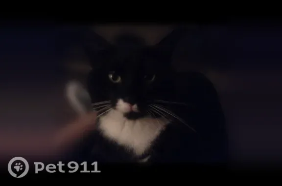 Lost male cat, Kiwi Street, 774, Madera — tuxedo cat with glove-like paw markings - photo