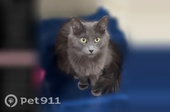 Lost cat, South Troy Street, 5919, Chicago — small, fluffy, slim female with green-hazel eyes - photo
