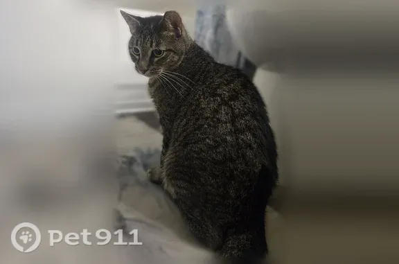 Found cat Phoenix, photo: Found cat, North 51st Avenue, 13790, Phoenix — friendly male with black and grey short hair