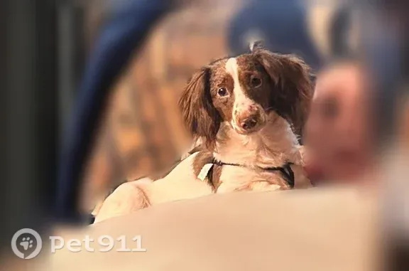 Lost dog, Utah Avenue, 1199, Emerson Park, Waycross — male merle Dachshund with mismatched eyes - photo
