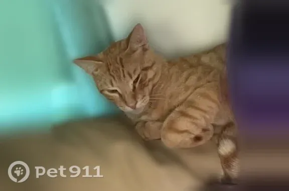 Lost cat, Gulfport, Mississippi — light orange tabby male with no collar - photo