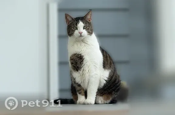 Missing cat Oregon, photo: Lost cat, Iroquois Drive, 2904, Oregon — large male calico