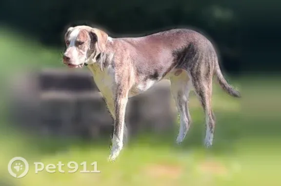 Missing dog Hartford, photo: Lost male dog, Church Street, 316, Hartford — grey coat and beep collar