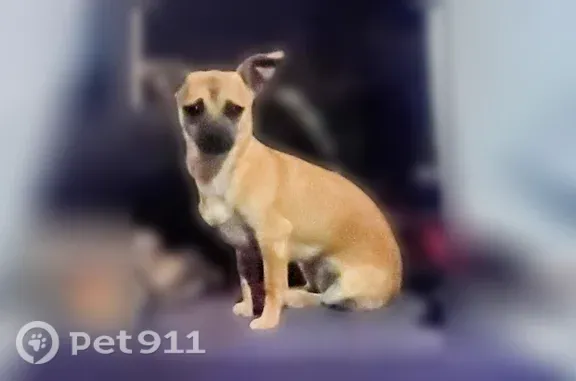 Lost dog, female, Barcelona Place Southwest, 2713, South Valley, South Valley — tan with black around her nose - photo