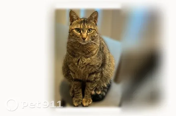 Lost cat, Copeland Street, 1916, Annapolis — female tabby with Crumb and ESA tags - photo