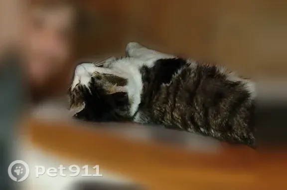Missing cat Muskegon Heights, photo: Lost cat, male, 9th Street, 2200, Muskegon Heights — grey-and-white long hair
