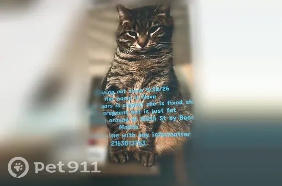 Lost cat, Puritas Avenue, 15109, Cleveland — female with a clipped ear - photo