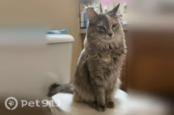 Missing cat Stillwater, photo: Lost cat, West Golf Drive, 120, Stillwater — female dilute tortoiseshell with bright green eyes