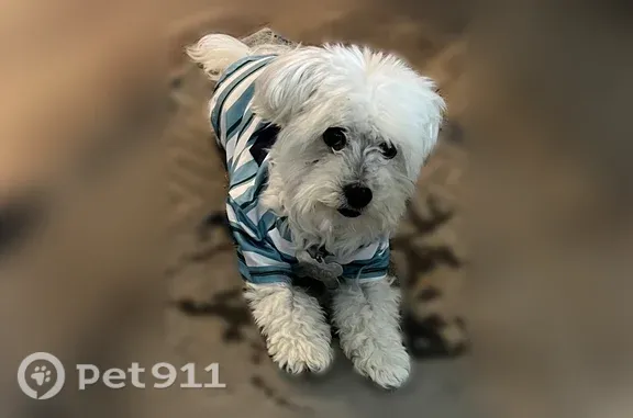 Lost dog, Moross Road, Michigan, St. Clair Shores — male dog disappeared from front porch - photo