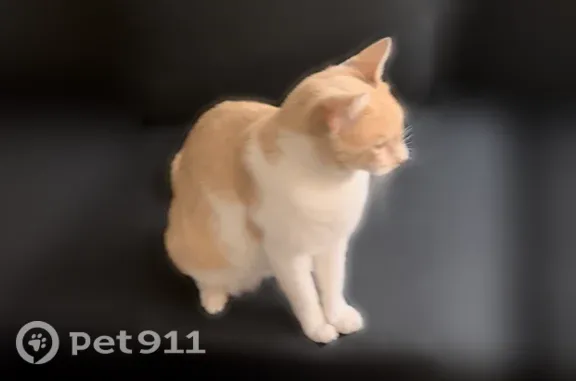 Missing cat Oakland, photo: Lost cat, Mandela Parkway, 3650, Oakland — male, friendly with clipped ears
