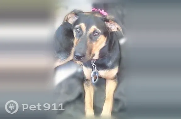 Lost dog, female, Southwest Tyler Street, 234, Topeka - photo