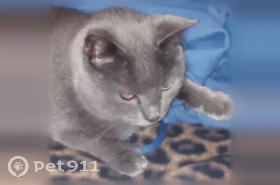 Missing cat Cordaville, photo: Lost cat, Bryant Pond Road, Fort Fairfield, Cordaville — female, dark gray with a white chin