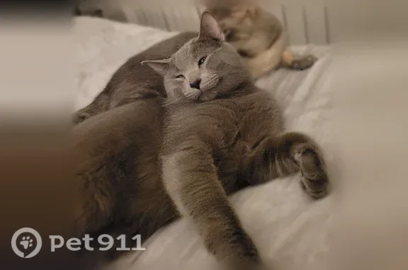 Lost cat, Abbeyfield Avenue, 14504, Rosemount, Rosemount — male with a lighter grey nose - photo