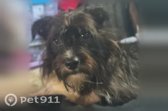 Lost dog, West River Road, 531, Nichols, Nichols — male with a white chest and paws - photo