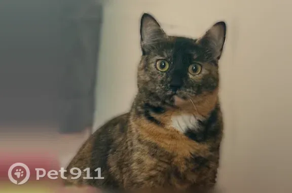 Lost female cat, Maplehill Road, 5712, Baltimore — black, white and brown with a white patch under her neck - photo