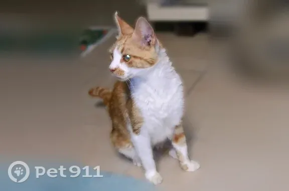 Small, 4-5 pounds, orange and white with distinct marking under right eye, looks like a kitten but is 11. Ran out of foster's apartment at 6:40 a. M. Has not been sighted yet.