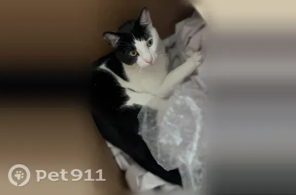 Lost cat, male, Warren Point Court, 6490, Rose Hill, Alexandria — white with black markings - photo