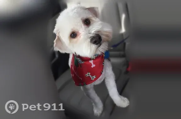 Lost male dog, Nile Avenue, 11285, Oklahoma City — white, 12-year-old miniature poodle - photo