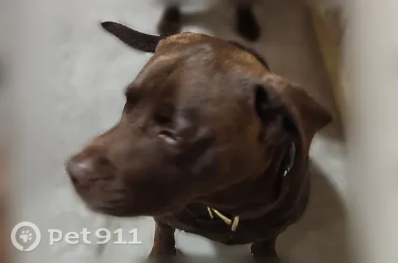 Lost male dog, Leigh Lane, 141, Woodbine — chocolate Lab with collar - photo