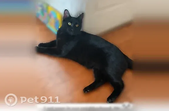 Lost cat, Sesame Street, 11115, Dallas — male, all black with a tooth hanging down on the left side - photo