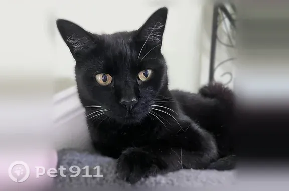 Lost cat, Audubon, New Jersey, Bellmawr — male with yellow eyes - photo