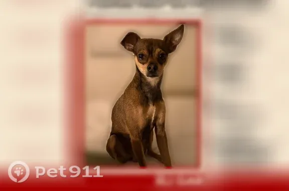 Lost dog, West Maplewood Avenue, 4658, Los Angeles — male Chihuahua mix with one floppy ear - photo
