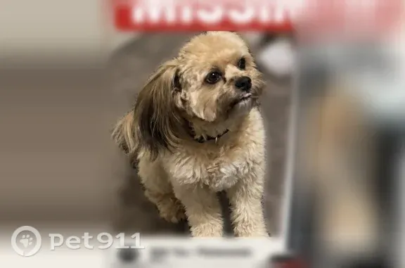 Lost male dog, Interstate 20, 200, Midland — Shih Tzu/Pomeranian mix with fluffy tan and cream fur - photo