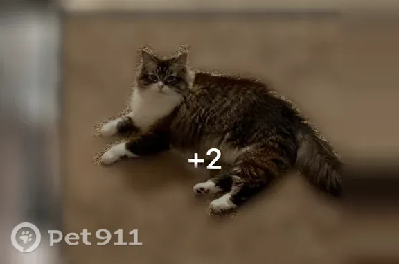 Missing cat Omaha, photo: Lost female cat, Taylor Court, 14655, Omaha — very fluffy with a white chest