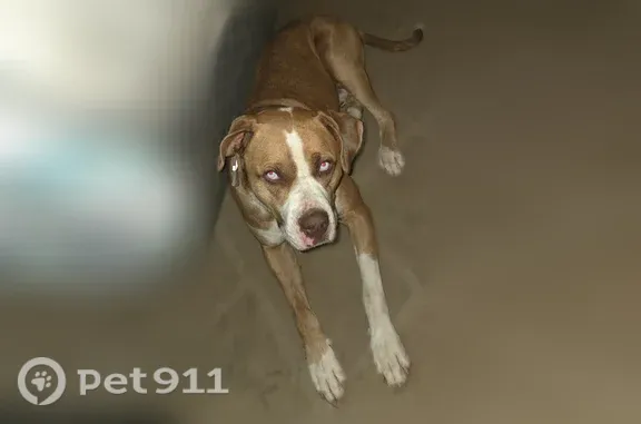 Lost dog, male, Weisser Park Avenue, 4609, Fort Wayne — very active with a tan coat - photo