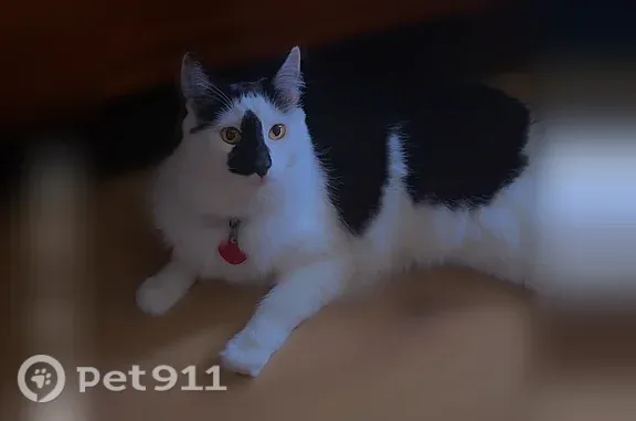 Missing cat Fargo, photo: Lost cat, Oak Street North, 403, Fargo — 7-year-old male