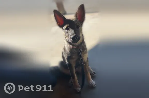 Lost dog, Flatwoods, West Virginia, Pittsburgh — female gray Shepherd mix without a collar - photo
