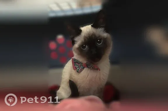 Missing cat Fargo, photo: Lost cat, Elm Street North, 401, Fargo — Siamese female