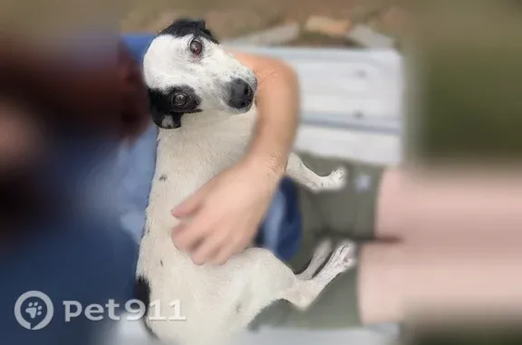 Found dog Wooster, photo: Found dog, Wooster — small black and white