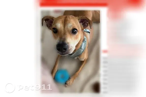 Missing dog Honolulu, photo: Lost dog, Hassinger Street, 1155, Honolulu — male mixed-breed