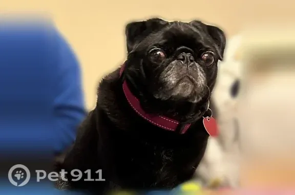 Marge is a black female pug about 20ish lbs. She is 8 years old, spayed and microchipped. She was wearing a hot pink collar with a hot pink heart when she got out of our yard early Tuesday morning. She has very prominent eyes and needs daily support for a trachea issue.