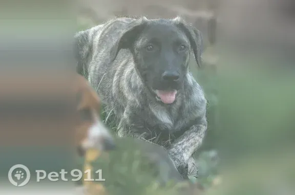 Lost dog, New Pekin, Indiana, New Albany — female with a brindle coat - photo