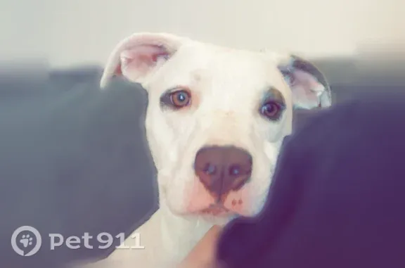 Lost dog, Georgia 3, 21999, Thomasville — female white pitbull with a brown eye marking - photo