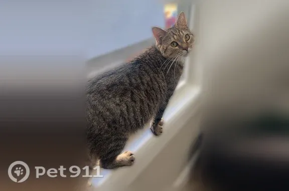 Missing cat Leominster, photo: Lost cat, female, Middle Street, 64, Leominster — skinny brown tabby