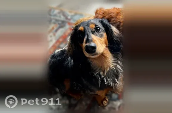 Lost dog, Main Street, 1042, Woburn, Winchester — male dachshund named Beans - photo