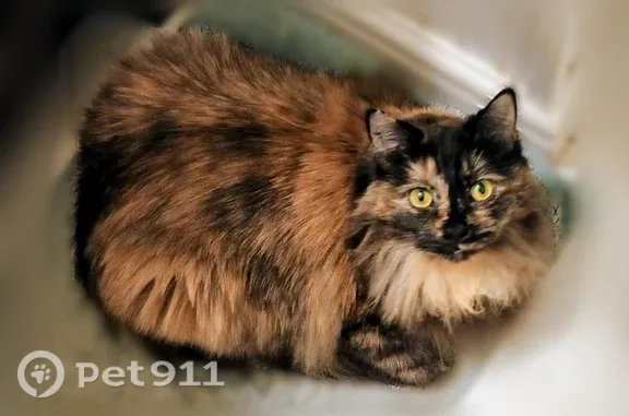 Lost cat, Spanish Street, 43, Sutter Creek, Arlington — female, long-haired tortoiseshell - photo