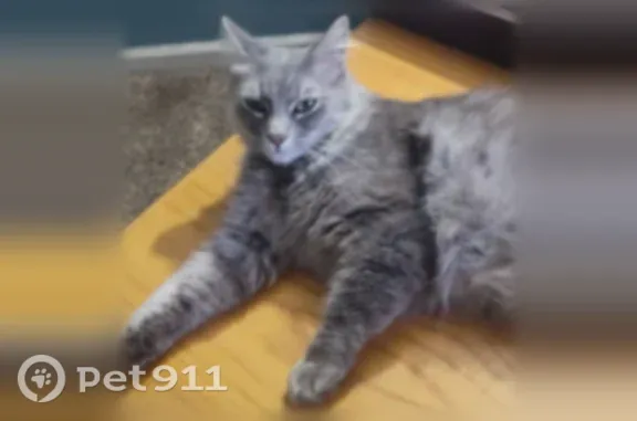 Missing cat Oxnard, photo: Lost cat, North Lombard Street, 1003, Oxnard — gray and small female