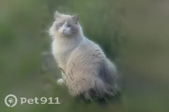 Lost male cat, West Euclid Road, Spokane — 18-pound white and grey Ragdoll - photo