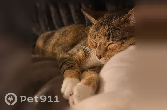 Missing cat Glen Carbon, photo: Lost cat, female, West Main Street, 282, Glen Carbon — escaped this morning