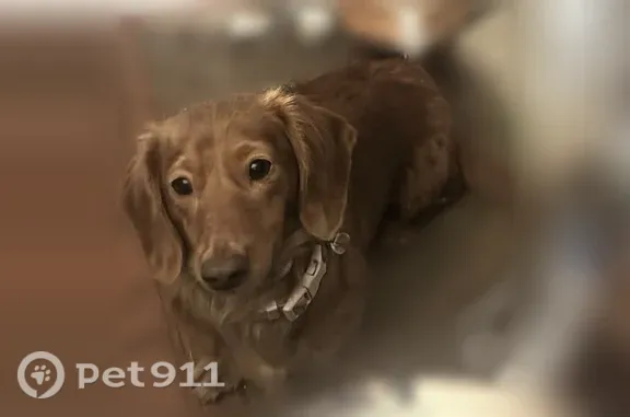 Missing dog Granite City, photo: Lost female dog, Mimosa Drive, 15, Pontoon Beach, Granite City — shy black and dark gray Wiener dog mix