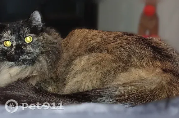 Lost cat, Spanish Street, Sutter Creek — female tortoiseshell, 7 years old - photo