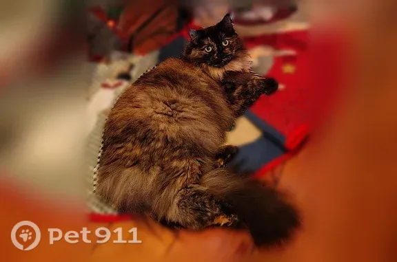 Lost female cat, Spanish Street, 43, Sutter Creek — tortoiseshell - photo