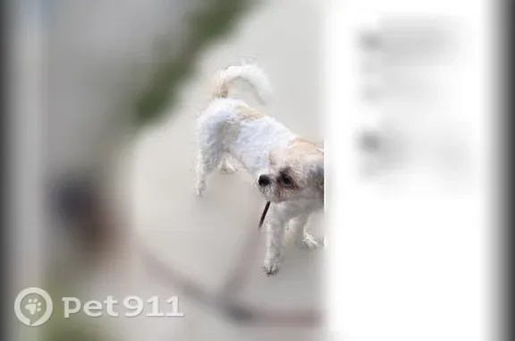 Lost Dog, East 167th Street, 1224, Cleveland, Cleveland — female, cream and tan - photo