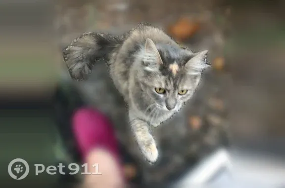 Found cat Seattle, photo: Found cat, Stampede Blvd NW & Tracyton Blvd NW, Washington 98311, USA, Seattle — friendly young female with medium to long hair
